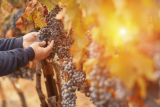 L&rsquo;impact de la qualité du terroir sur celle du vin
